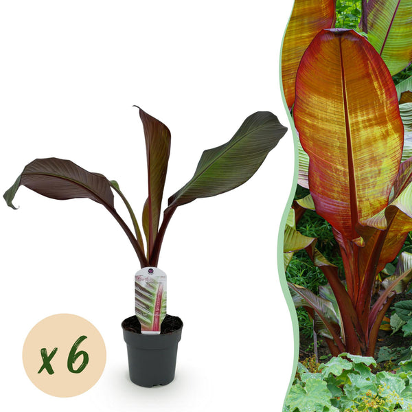 Rote Zierbanane ‚Maurelii' – Ensete ventricosum – Ø 12 cm · 30 cm