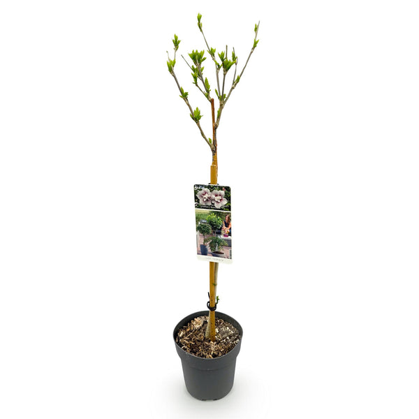 Garteneibisch Stämmchen ‚Starburst Chiffon' – Hibiscus syriacus – Ansicht 2
