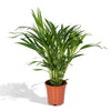 Goldfruchtpalme – Dypsis lutescens