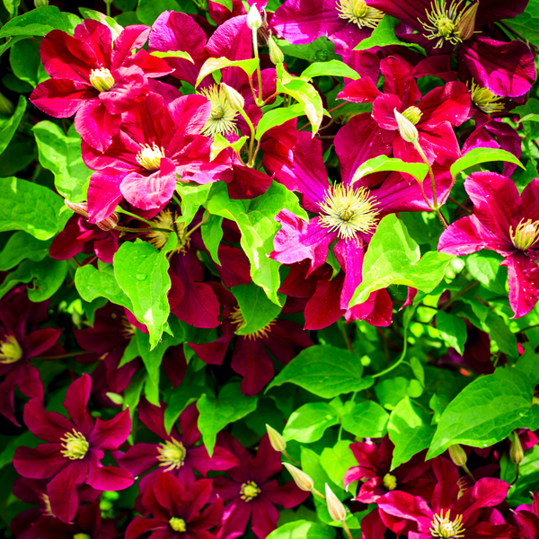 Waldrebe ‚Rouge Cardinal' – Clematis – Ansicht 4