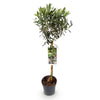 Olivenbaum Stämmchen – Olea europaea – Ansicht 2
