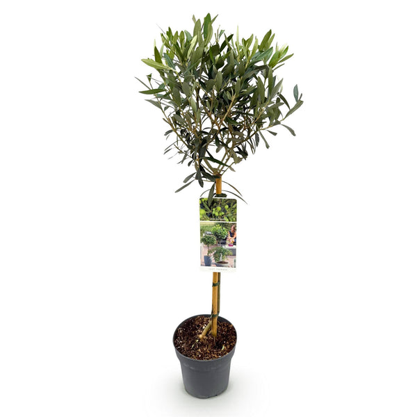 Olivenbaum Stämmchen – Olea europaea – Ansicht 2