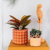 Philodendron ‚Ruby Red' – Ansicht 2