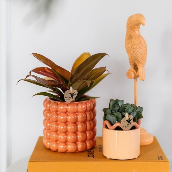 Philodendron ‚Ruby Red' – Ansicht 2