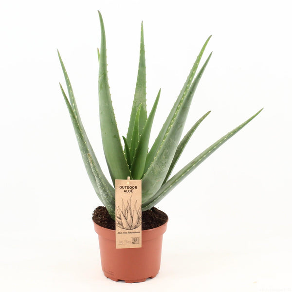 Aloe vera