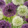 Zierlauch-Mischung Lila-Weiß – Allium