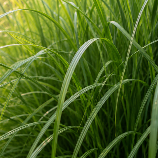 Chinaschilf ‚Gracillimus' – Miscanthus sinensis – Ansicht 2