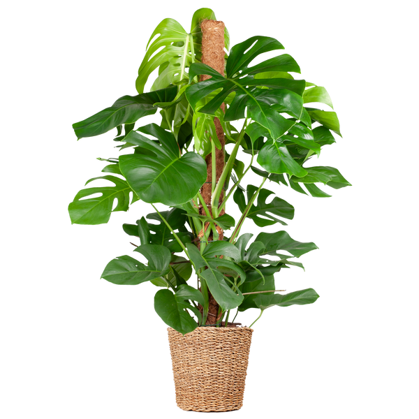 Fensterblatt – Monstera Deliciosa XL – ↕ 120 cm – Ø 24 cm | Torun-Korb