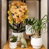 Schmetterlingsorchidee ‚Niagara Fall Sunny Bunny' – Phalaenopsis – Ansicht 4