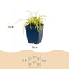 Japan-Segge ‚Evergreen' – Carex oshimensis – Ansicht 3