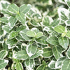 Kriechspindel ‚Emerald Gaiety' – Euonymus fortunei – Ansicht 5