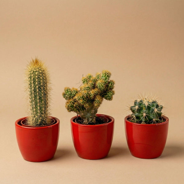 Kakteen-Set „Mix“ – 3 Kakteen mit Mini-Topf – Ansicht 5