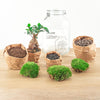 Flaschengarten-Set „Ficus Ginseng" – DIY-Terrarium mit Bonsai – Ansicht 4