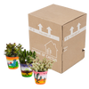 Sukkulenten-Set „Crassula-Mix“ – 3 Dickblatt-Pflanzen – Ansicht 3