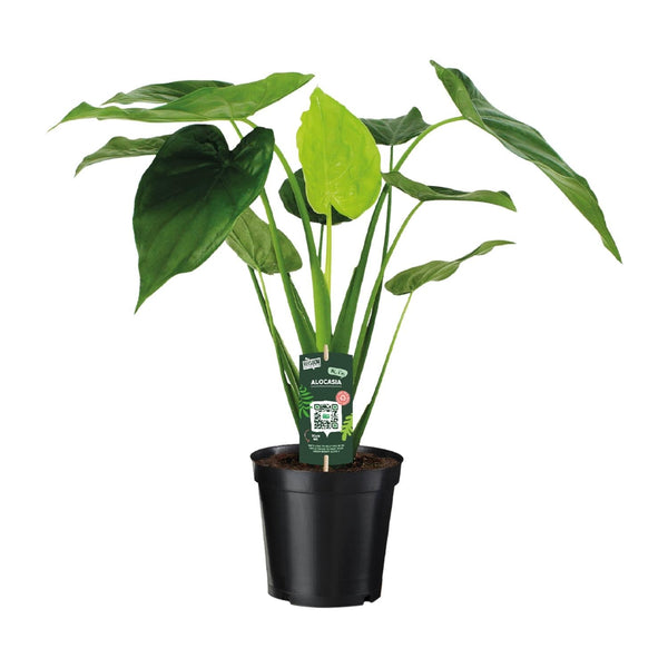 Alocasia cucullata