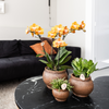 Schmetterlingsorchidee ‚Las Vegas' – Phalaenopsis – Ansicht 5