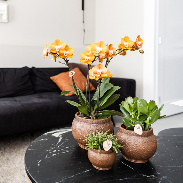 Schmetterlingsorchidee ‚Las Vegas' – Phalaenopsis – Ansicht 5