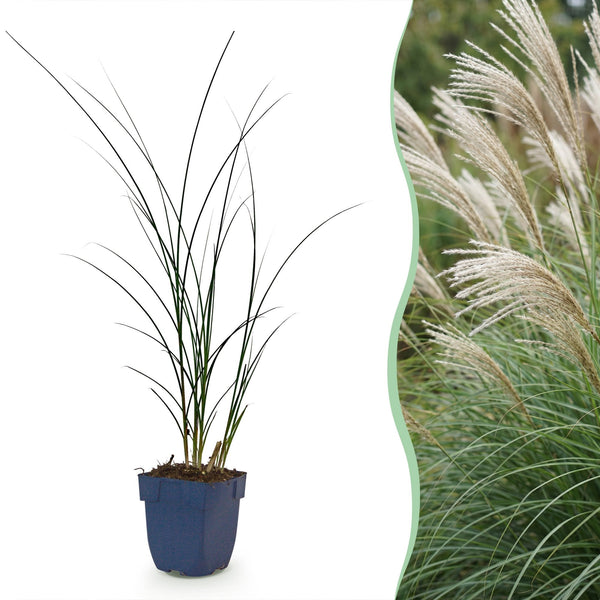 Chinaschilf ‚Gracillimus' – Miscanthus sinensis