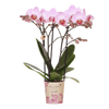 Schmetterlingsorchidee ‚Antwerp' – Phalaenopsis – Ansicht 3