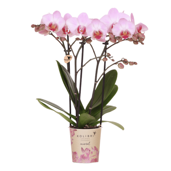 Schmetterlingsorchidee ‚Antwerp' – Phalaenopsis – Ansicht 3