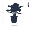 Pfauenkorbmarante – Calathea makoyana – Ansicht 4