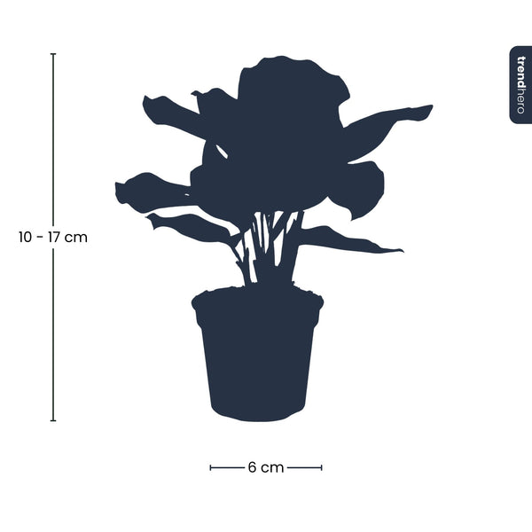 Pfauenkorbmarante – Calathea makoyana – Ansicht 4