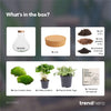 Flaschengarten-Set „Sammie" – DIY-Terrarium mit Kaffeepflanze