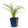 Taglilie ‚Stella d'Oro' – Hemerocallis – Ansicht 2