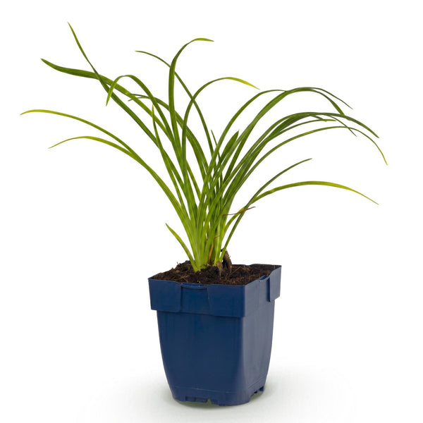 Taglilie ‚Stella d'Oro' – Hemerocallis – Ansicht 2