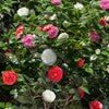 Kamelie ‚Tricolor' – Camellia japonica – Ansicht 4