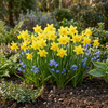 Mini-Narzisse ‚Tête-à-Tête' – Narcissus cyclamineus – Ansicht 2