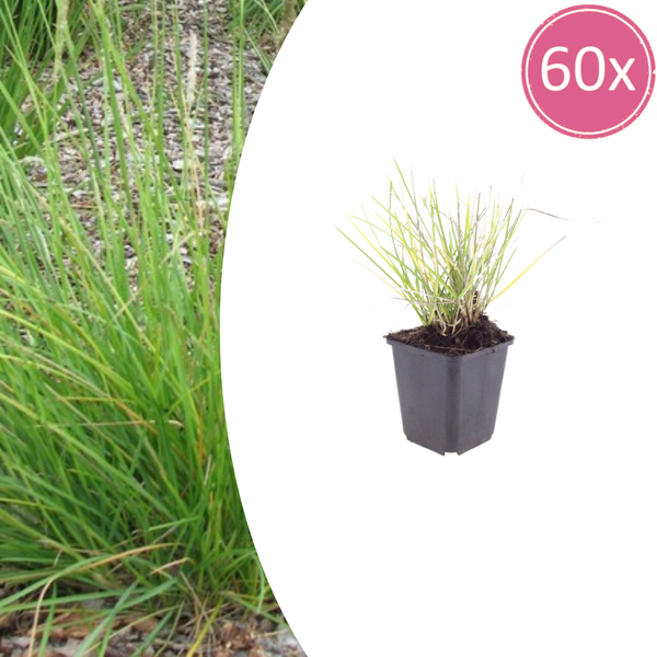 Herbst-Kopfgras – Sesleria autumnalis