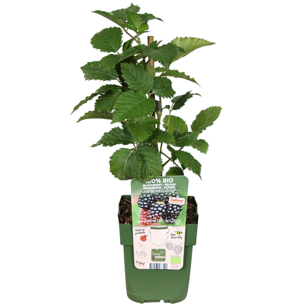 Obstpflanzen-Set „Früchte-Party" – 3 verschiedene BIO-Obstpflanzen – Ansicht 15