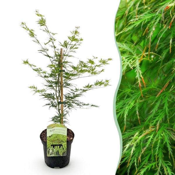 Fächerahorn ‚Emerald Lace' – Acer palmatum