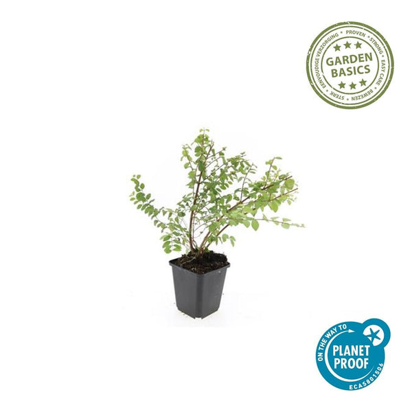 Korallenbeere ‚Hancock' – Symphoricarpos chenaultii – 1 Stück