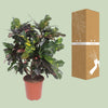 Wunderstrauch ‚Magnificent' – Codiaeum variegatum – Ansicht 3