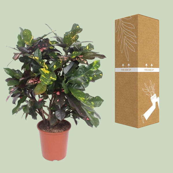 Wunderstrauch ‚Magnificent' – Codiaeum variegatum – Ansicht 3