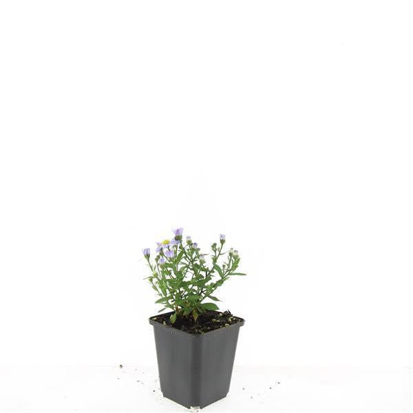 Kissenaster ‚Professor Anton Kippenberg' – Aster dumosus – Ansicht 5