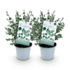 Eukalyptus – Eucalyptus gunnii – Ansicht 2