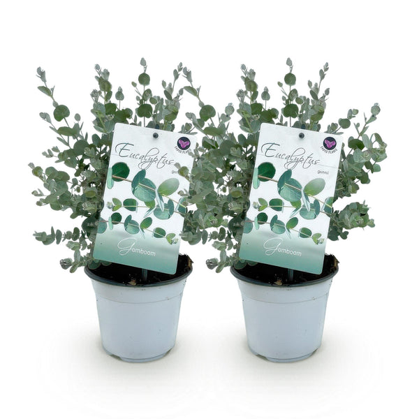 Eukalyptus – Eucalyptus gunnii – Ansicht 2