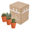 Kakteen-Set „Kakteenmischung“ – 3 Kakteen – Ansicht 3