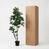 Kunstpflanze Geigenfeige (Ficus lyrata) – verzweigt – Ansicht 6