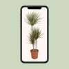 Drachenbaum ‚Bicolor' – Dracaena marginata – Ansicht 4