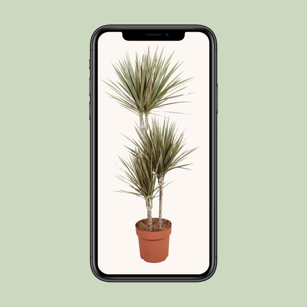 Drachenbaum ‚Bicolor' – Dracaena marginata – Ansicht 4