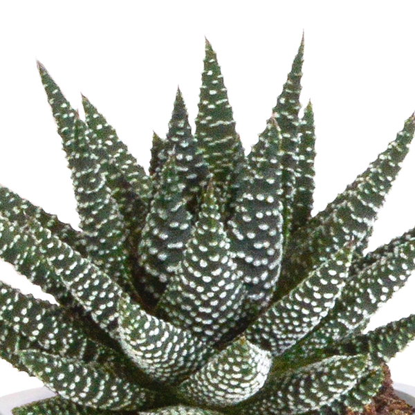 Sukkulenten-Set „Gasteria & Haworthia“ – 3 Sukkulenten – Ansicht 5