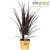 Neuseeländer Flachs ‚Rubra Nana' – Phormium