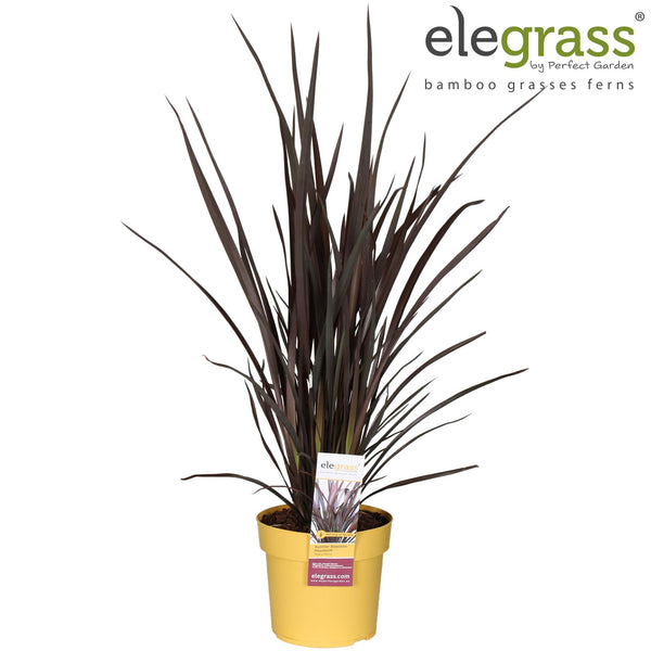 Neuseeländer Flachs ‚Rubra Nana' – Phormium