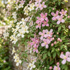 Bergwaldrebe Tricolour – Clematis montana – Ansicht 5