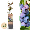 Heidelbeere ‚Jersey' – Vaccinium corymbosum