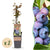 Heidelbeere ‚Jersey' – Vaccinium corymbosum